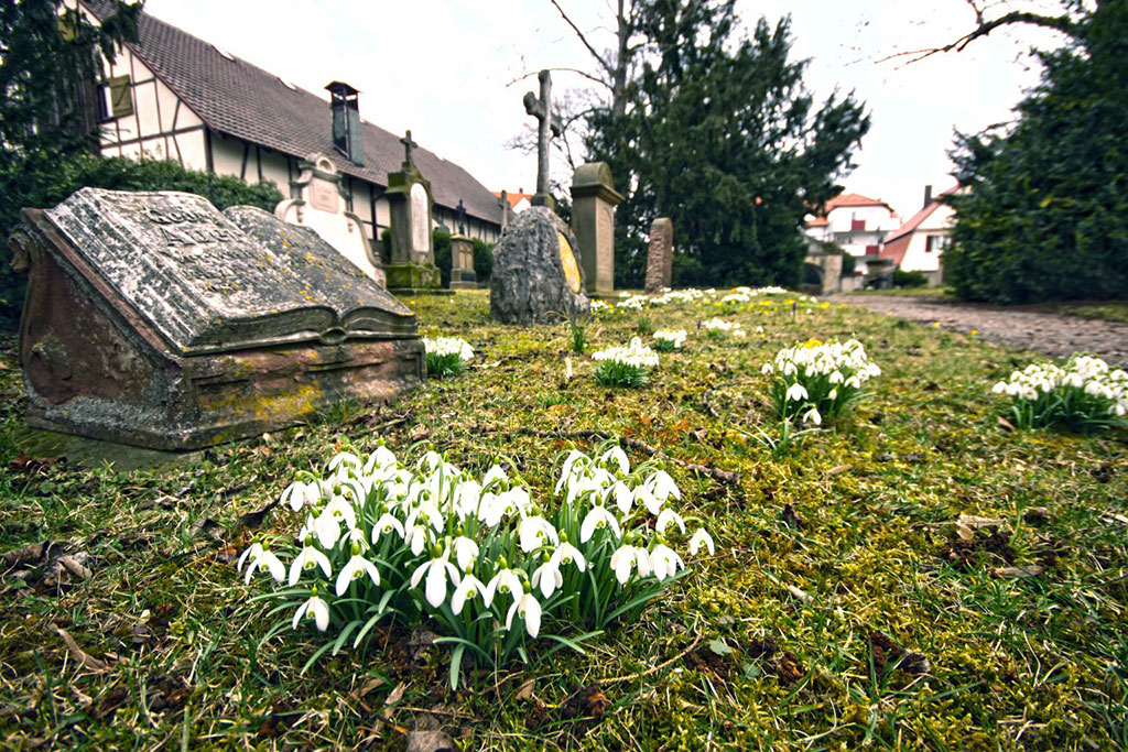 Blühende Schneeglöckchen auuf dem Alten Friedhof
