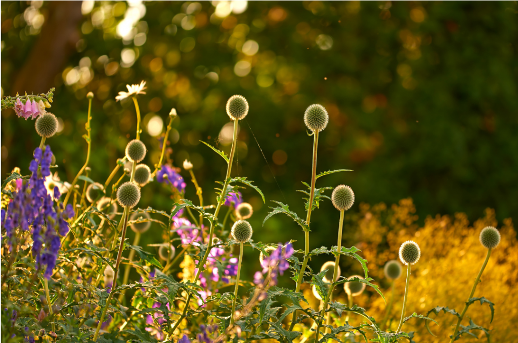 Herbstlicher Blumengarten in gelblichem Licht